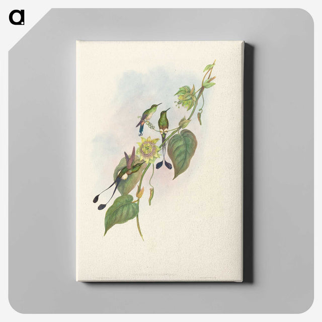 3-15_John-Gould_canvas
