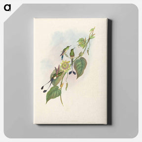 アートパネル-White-footed Racket-Tail
 - ジョン グールド Canvas.