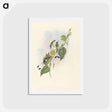 アートポストカード-White-footed Racket-Tail
 - ジョン グールド Postcard.