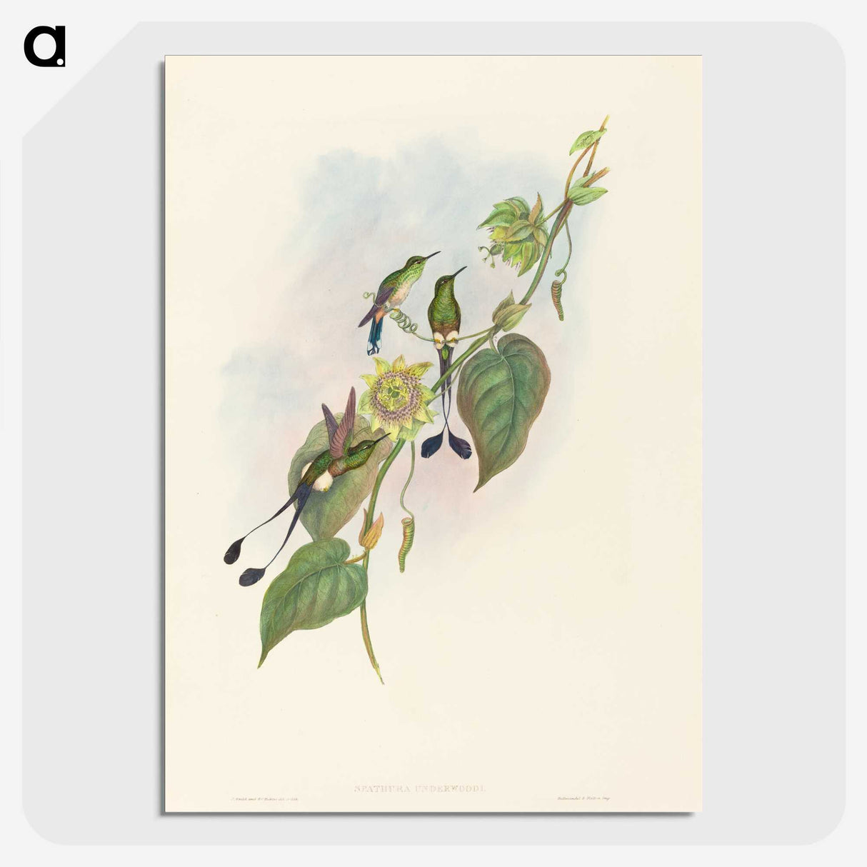 3-15_John-Gould_picture-crop