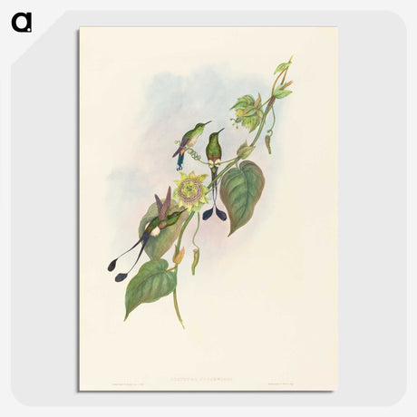 3-15_John-Gould_picture-crop