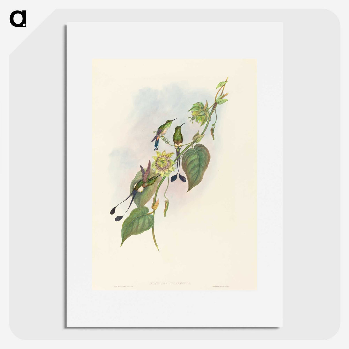3-15_John-Gould_picture