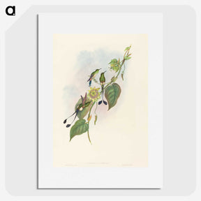 3-15_John-Gould_picture