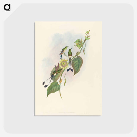 アートポストカード-White-footed Racket-Tail
 - ジョン グールド Postcard.