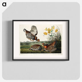 アートポスター-Pinnated Grouse
 - ジョン ジェームス オーデュボン Poster.