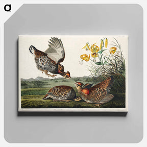 アートパネル-Pinnated Grouse
 - ジョン ジェームス オーデュボン Canvas.