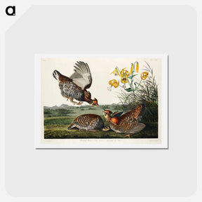 アートポストカード-Pinnated Grouse
 - ジョン ジェームス オーデュボン Postcard.