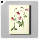 3-15_Maria-Sibylla-Merian_canvas