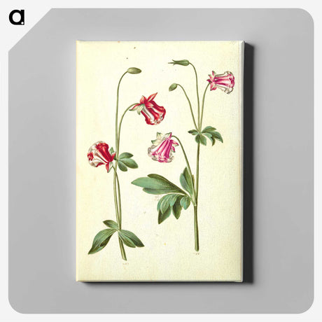 3-15_Maria-Sibylla-Merian_canvas