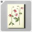 アートパネル-Aquilegia vulgaris
 - マリア ジビーラ メーリアン Canvas.
