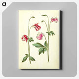 アートパネル-Aquilegia vulgaris
 - マリア ジビーラ メーリアン Canvas.
