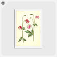 アートポストカード-Aquilegia vulgaris
 - マリア ジビーラ メーリアン Postcard.