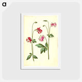アートポストカード-Aquilegia vulgaris
 - マリア ジビーラ メーリアン Postcard.