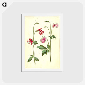 アートポストカード-Aquilegia vulgaris
 - マリア ジビーラ メーリアン Postcard.