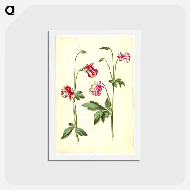 アートポストカード-Aquilegia vulgaris
 - マリア ジビーラ メーリアン Postcard.