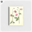 3-15_Maria-Sibylla-Merian_memo