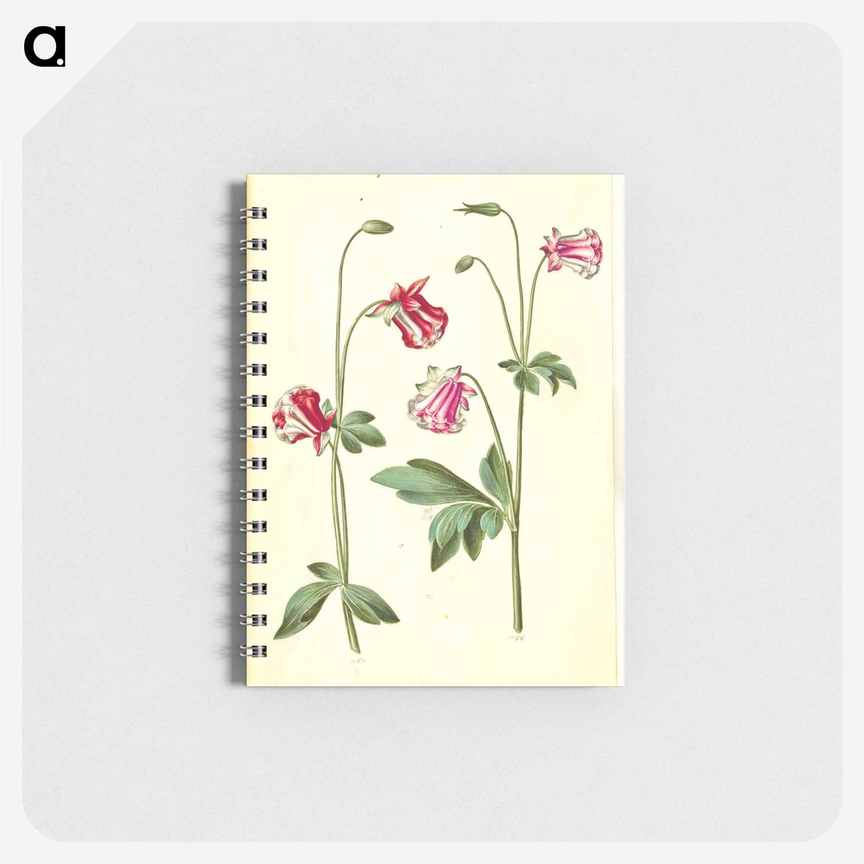 3-15_Maria-Sibylla-Merian_memo