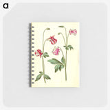 3-15_Maria-Sibylla-Merian_memo