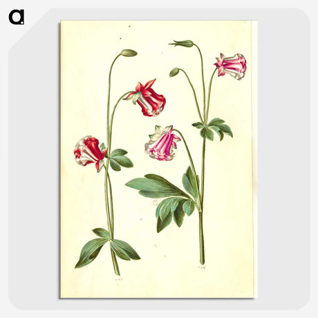 3-15_Maria-Sibylla-Merian_picture-crop