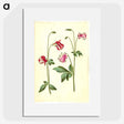 3-15_Maria-Sibylla-Merian_picture