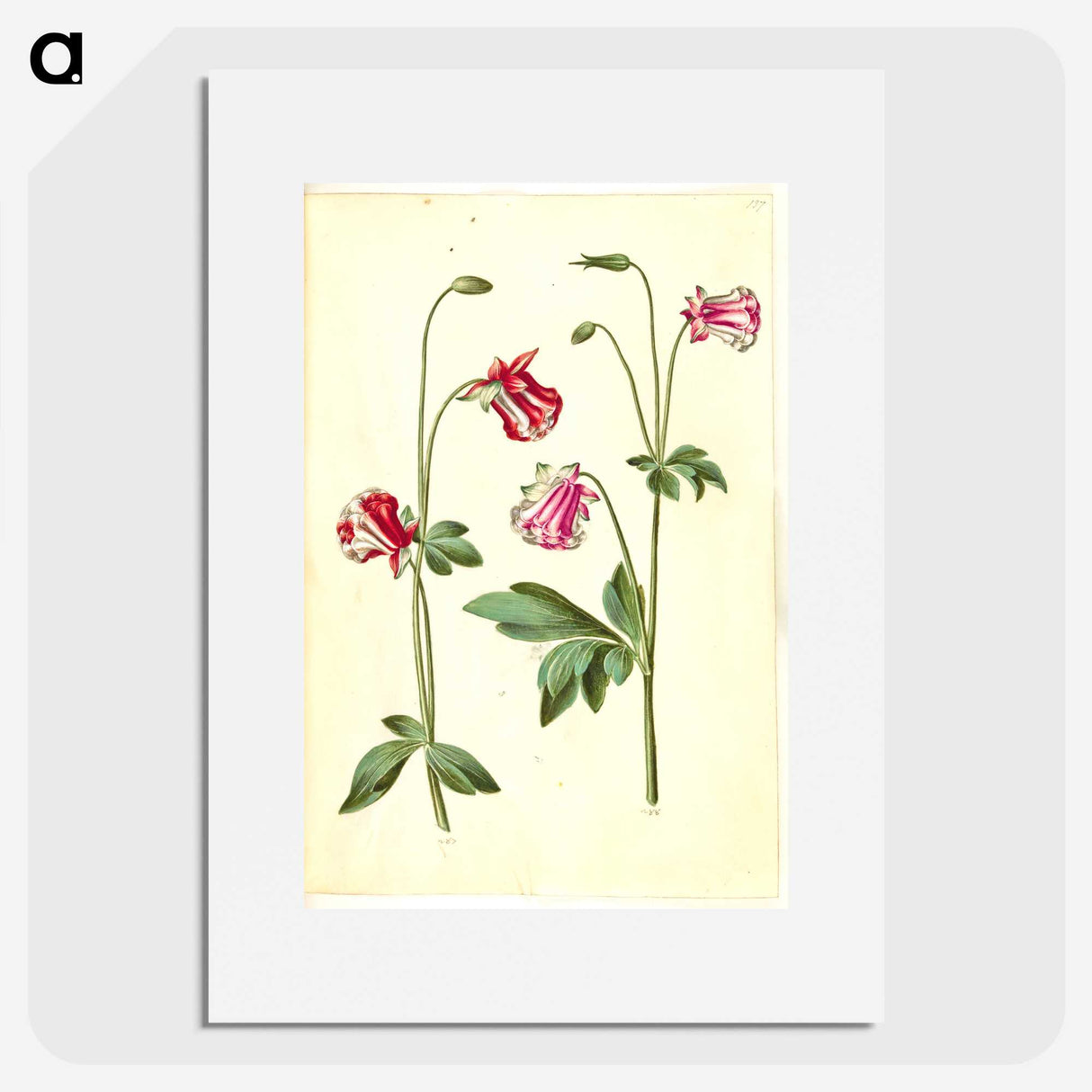 3-15_Maria-Sibylla-Merian_picture