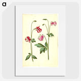 3-15_Maria-Sibylla-Merian_picture