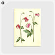 3-15_Maria-Sibylla-Merian_postcard