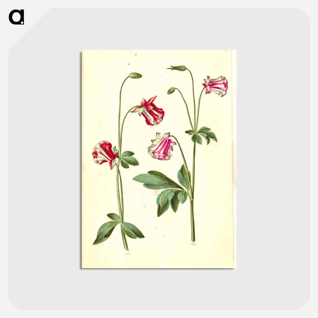 アートポストカード-Aquilegia vulgaris
 - マリア ジビーラ メーリアン Postcard.