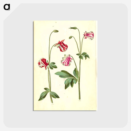 アートポストカード-Aquilegia vulgaris
 - マリア ジビーラ メーリアン Postcard.