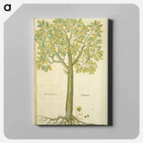 アートパネル-Eichbaum
 - 国立医学図書館 Canvas.