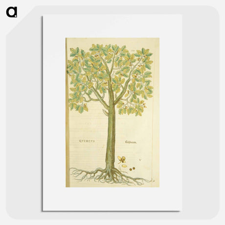 アートポスター-Eichbaum
 - 国立医学図書館 Poster.