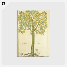 アートポストカード-Eichbaum
 - 国立医学図書館 Postcard.