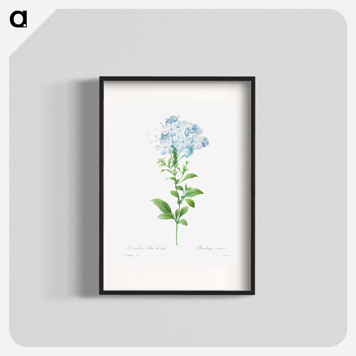 Plumbago caerulea - ピエール ジョゼフ ルドゥーテ Poster.