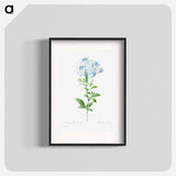 Plumbago caerulea - ピエール ジョゼフ ルドゥーテ Poster.