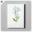 アートパネル-Plumbago caerulea - ピエール ジョゼフ ルドゥーテ Canvas.