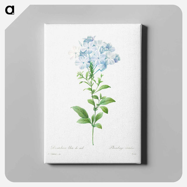 アートパネル-Plumbago caerulea - ピエール ジョゼフ ルドゥーテ Canvas.