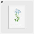 アートポストカード-Plumbago caerulea - ピエール ジョゼフ ルドゥーテ Postcard.