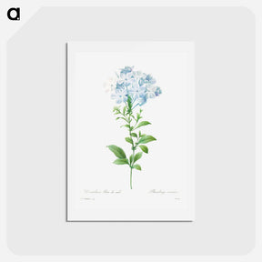 アートポストカード-Plumbago caerulea - ピエール ジョゼフ ルドゥーテ Postcard.