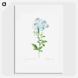 Plumbago caerulea - ピエール ジョゼフ ルドゥーテ Poster.