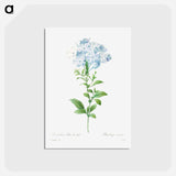 アートポストカード-Plumbago caerulea - ピエール ジョゼフ ルドゥーテ Postcard.
