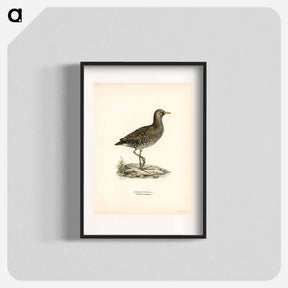 アートポスター-Water Rail
 - スヴェンスカ フォグラル Poster.