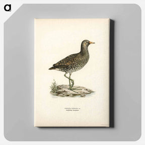 アートパネル-Water Rail
 - スヴェンスカ フォグラル Canvas.