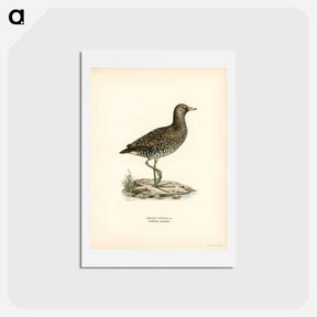 アートポストカード-Water Rail
 - スヴェンスカ フォグラル Postcard.