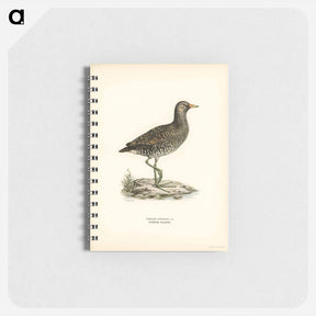 アートメモ帳-Water Rail
 - スヴェンスカ フォグラル Memo.