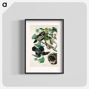 アートポスター-Summer, or Wood Duck from Birds of America
 - アメリカの鳥たち Poster.