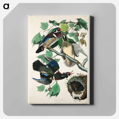 アートパネル-Summer, or Wood Duck from Birds of America
 - アメリカの鳥たち Canvas.