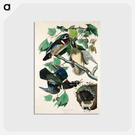アートポストカード-Summer, or Wood Duck from Birds of America
 - アメリカの鳥たち Postcard.