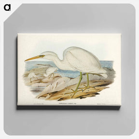 アートパネル-White Reef Heron
 - オーストラリアの鳥 Canvas.