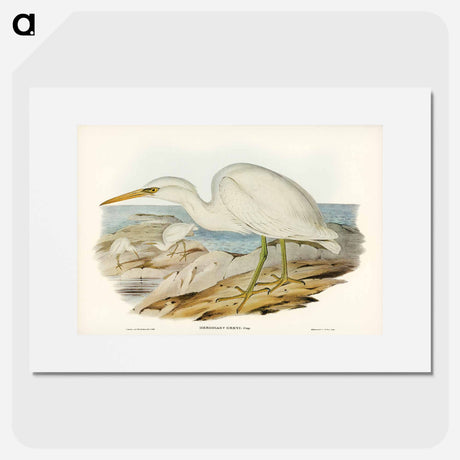 アートポスター-White Reef Heron
- オーストラリアの鳥 Poster.