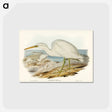 アートポストカード-White Reef Heron
 - オーストラリアの鳥 Postcard.